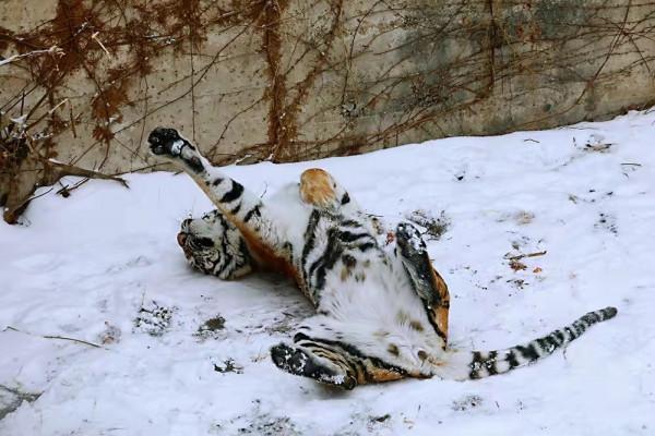 虎年看虎，動物園裡&OpenCurlyDoubleQuote;沾虎氣&rdquo;