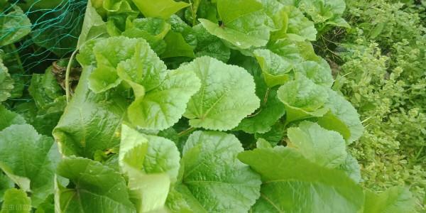 涮火鍋常吃的9種青菜，你更喜歡吃哪幾種？都喜歡吃的是牛人