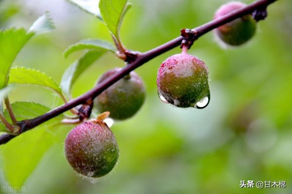帶你回味童年吃過的46種野果子，記憶中的味道你還記得嗎？