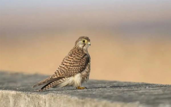 野保月丨來認識喜愛在城市生活的猛禽
