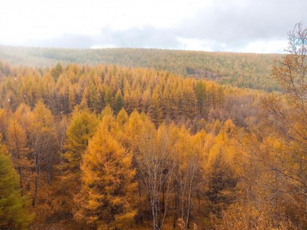 滿目金黃，又想壩上草原了（二）