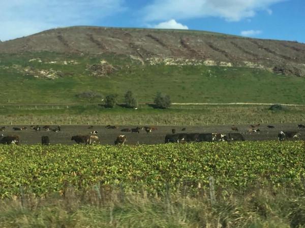 上帝的自留地紐西蘭（7）&mdash;&mdash;圓石、蛤蜊、自由奔放