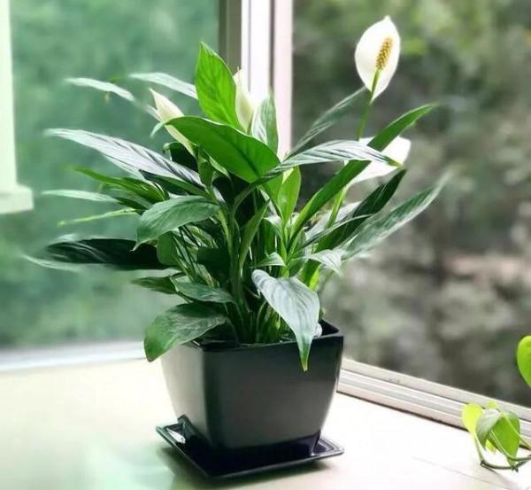 養殖一帆風順花需要注意著什麼 一帆風順花冬天養殖方法