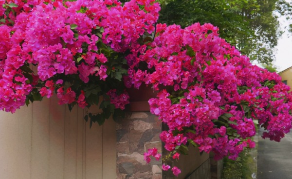 一般人養這4種植物,到了冬天“重剪”,來年才能長得花葉繁茂 一般人養這4種植物,到了冬天“重剪”,來年才能長得花葉繁茂