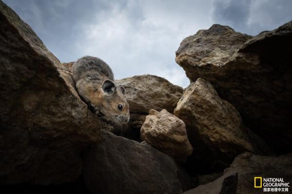 盤點2021年最佳動物照片 盤點2021年最佳動物照片
