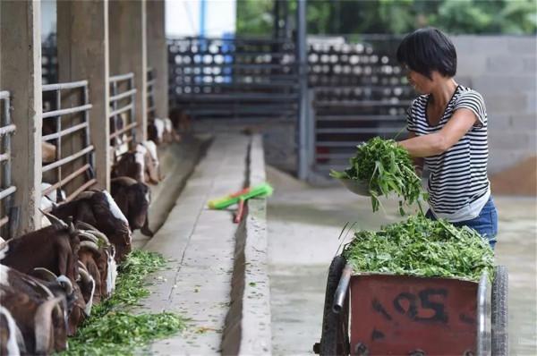 畝產30噸，種一次能收割15年！種植巨菌草真的可以賺錢嗎？