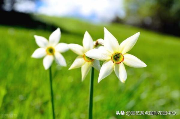 水培水仙花，你學廢了嗎？