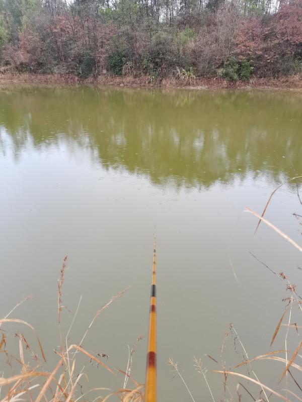 可遇不可求的土鯽魚，看著就覺得舒服