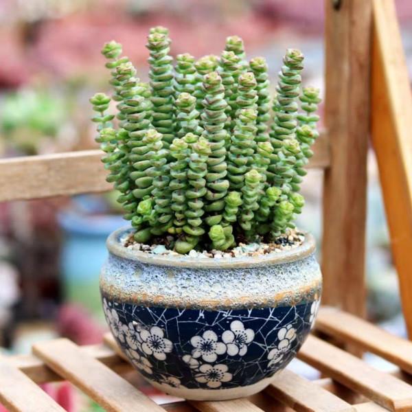 17大&OpenCurlyDoubleQuote;吉祥花&rdquo;，寓意深遠，有的高階大氣，有的呆萌可愛