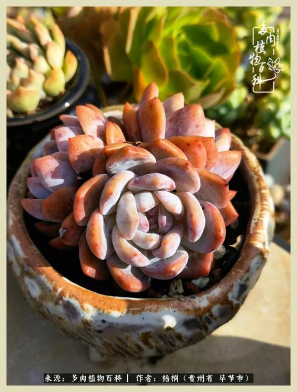 世間瞬息萬變，我們的友誼不變，閨蜜相聚，賞肉言歡