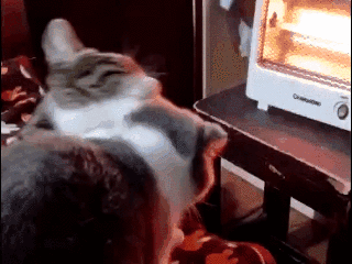 2分鐘掌握6個室內貓過冬小技巧