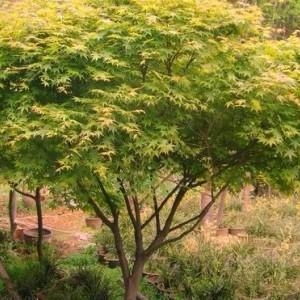 雞爪槭冬天落葉嗎，雞爪槭什麼時候移栽，成活率怎樣？