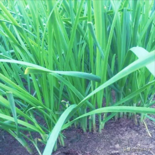 春雨貴如油，雨水季前後抓緊種植這三種蔬菜，出苗早長勢旺