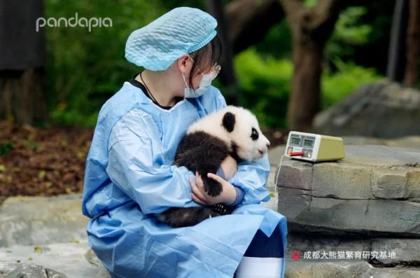 今天，來說說如何給大熊貓“充電”