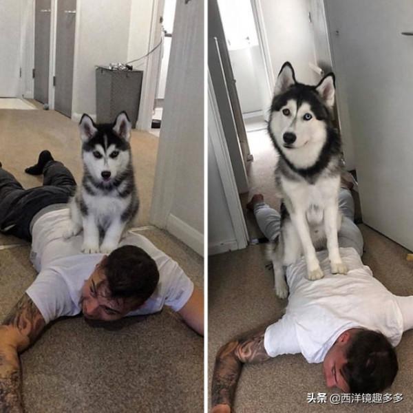 你的小狗狗長大啦，但是有些事永遠不會變