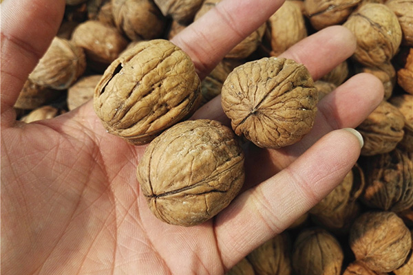 總是生病的人，該如何提高免疫力？4種營養是免疫力的“好幫手”