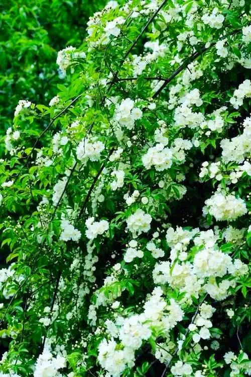 淡雅芬芳木香花