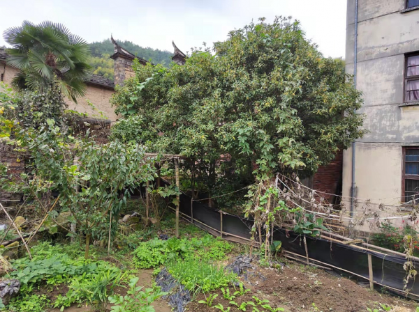 「七律」桃源有趣但無錢（新韻）