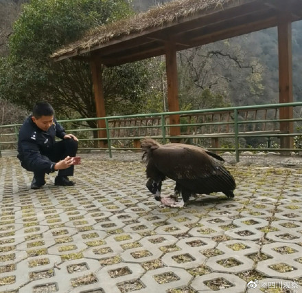 四川一受傷禿鷲獲救後賴著不走 網友：想混編制？