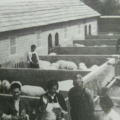 毛主席提升豬的地位至“六畜”之首：一定要做到可以“有豬吃”