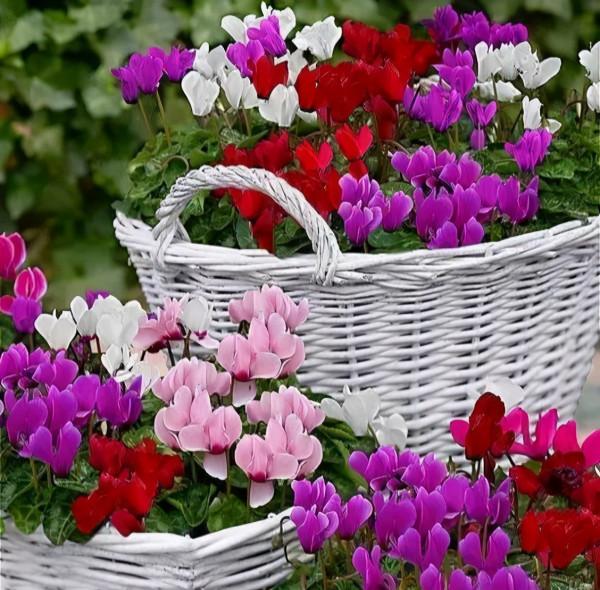 5種“耐寒花”，好看不怕凍，低溫也能爆花，一直開到初夏