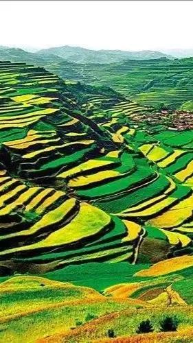 美麗的梯田 美麗的梯田