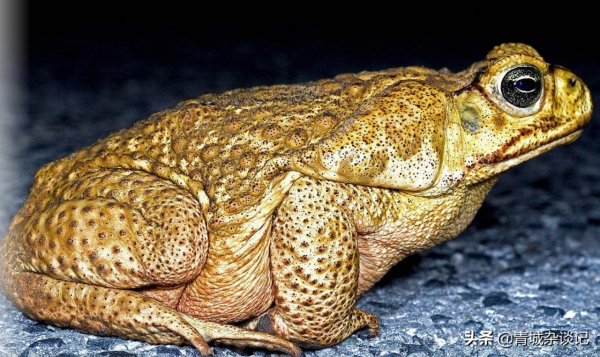 15億隻毒蟾蜍霸佔澳洲,狗狗舔食後上癮,鱷魚吞食後喪命 15億隻毒蟾蜍霸佔澳洲,狗狗舔食後上癮,鱷魚吞食後喪命