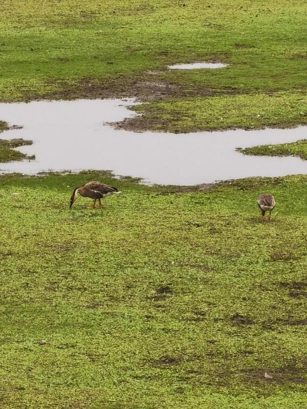 南海子公園咋恁美？