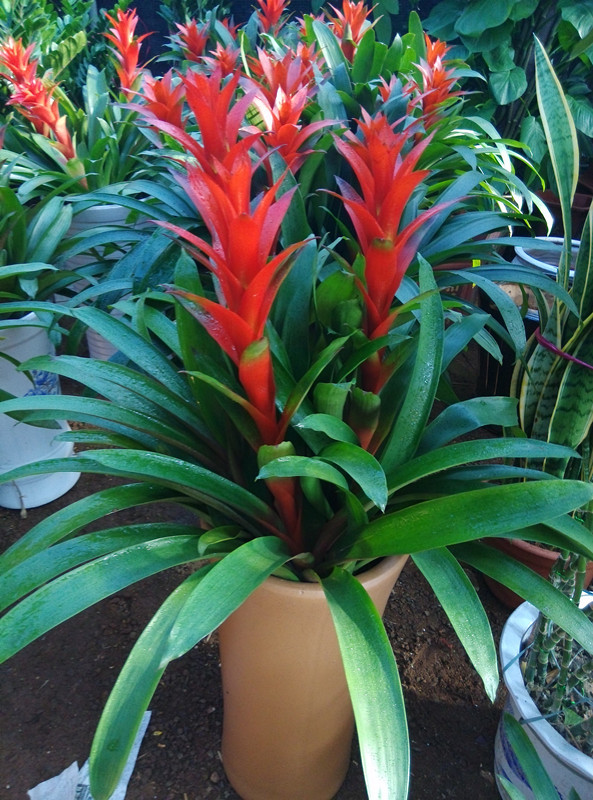 100種觀葉綠植,50種大型的,50種小型的,家裡沒有陽光也能養 100種觀葉綠植,50種大型的,50種小型的,家裡沒有陽光也能養