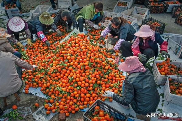 今日秋分 | 豐收的季節來了，金色田野惹人醉