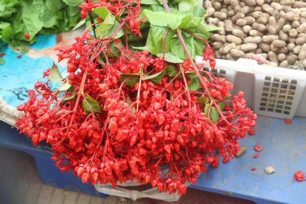 雲南菜市場有多“野”，逛了一圈，讓人眼界大開，幾乎都不認識