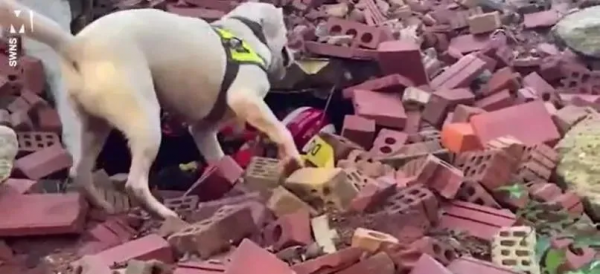 汪界也內卷，這隻拉布拉多“考編”成功