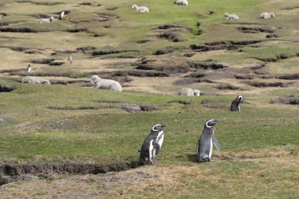 我們去南極結婚了 我們去南極結婚了
