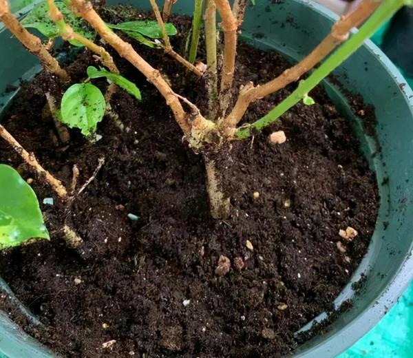 養花的“舊土”加點“廢物”，又肥的流油，養花一級棒