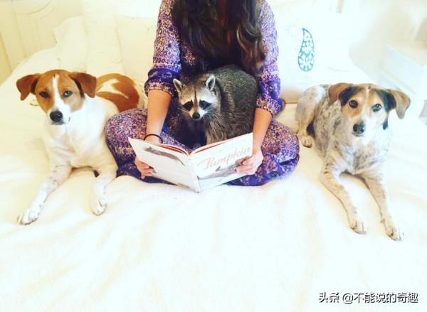 樹上掉下浣熊寶寶,她接納小生命成為家人,見證了一段奇妙的友誼 樹上掉下浣熊寶寶,她接納小生命成為家人,見證了一段奇妙的友誼