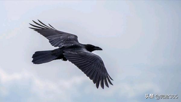 魚沒釣到撿了只怪鳥,江蘇一男子直接送到了派出所,網友:聰明 魚沒釣到撿了只怪鳥,江蘇一男子直接送到了派出所,網友:聰明