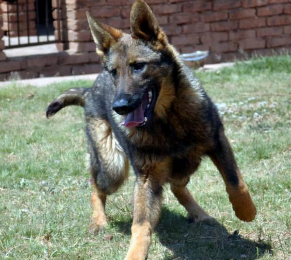 昆明犬這麼優秀,難怪那麼多人喜歡 昆明犬這麼優秀,難怪那麼多人喜歡