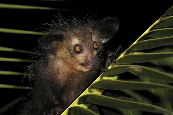 多樣之美 | 指猴：黑夜精靈竟成了“不祥之物”？