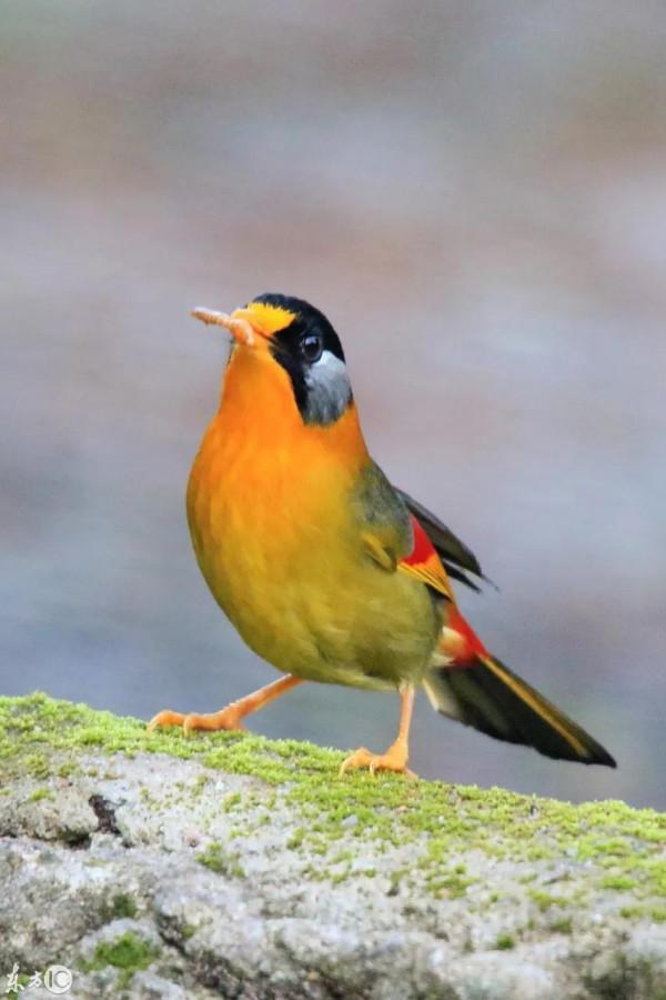 100幅美麗的鳥圖欣賞