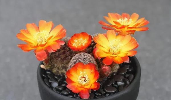 要“散養”的8種花,丟陽臺別管,反而長得精神 要“散養”的8種花,丟陽臺別管,反而長得精神