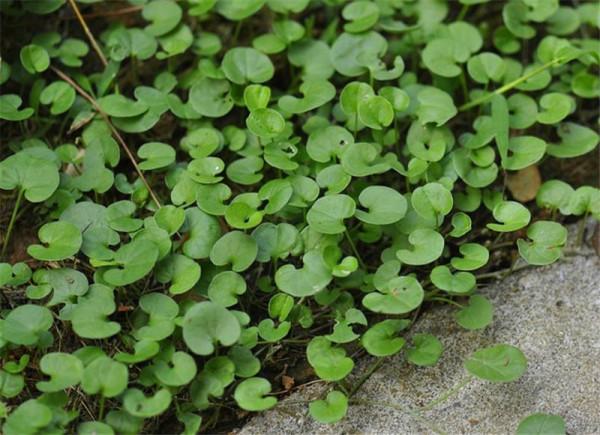 5種適合院子裡種的鋪地植物，種出來比草坪還好看