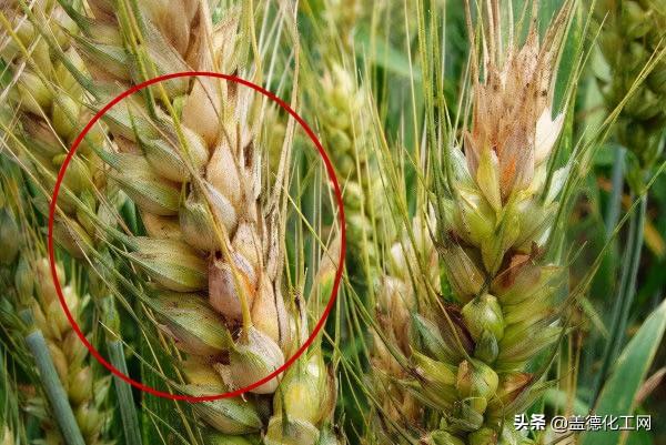 2021中國農業科學10項重大進展