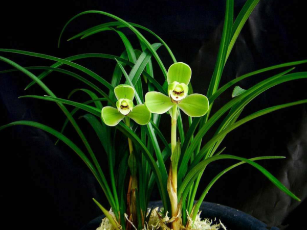 被譽為是“梅瓣之王”的“宋梅”，歷史悠久，香味濃郁，養蘭首選