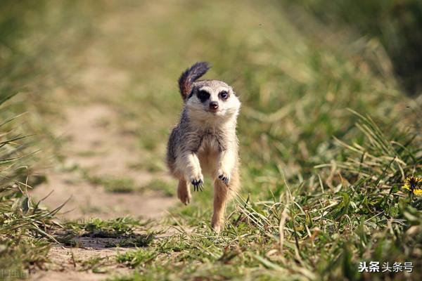 貓的彈跳力驚人或許跟老虎一樣