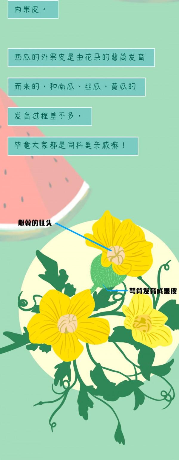 西瓜為啥中間一口最甜？！