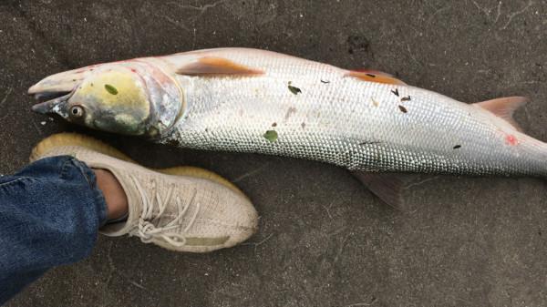 軍魚？廣東釣魚人，溪流釣起兩條大魚，體型像草魚但很兇猛