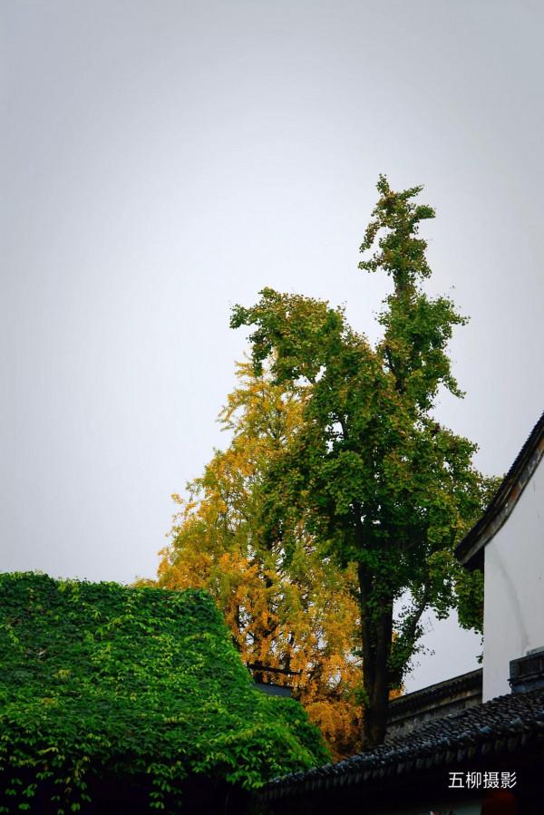 老門東的牆角屋簷 老門東的牆角屋簷