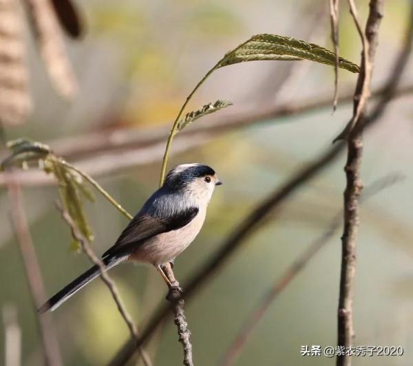 攬月灣的銀喉長尾山雀 攬月灣的銀喉長尾山雀
