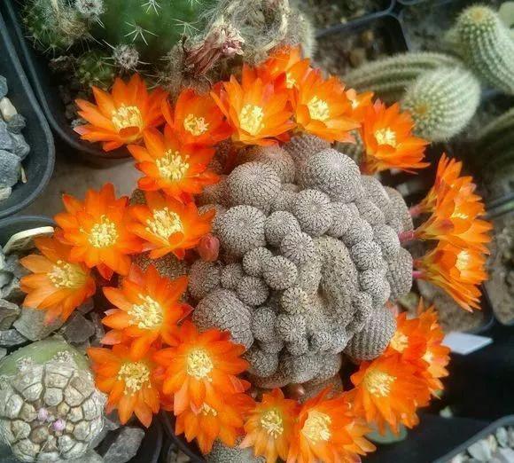 花開富貴，欣賞仙人球子孫球開花