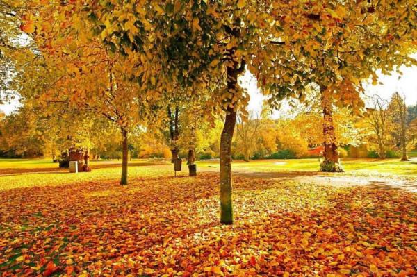 佛蒙特森林風光